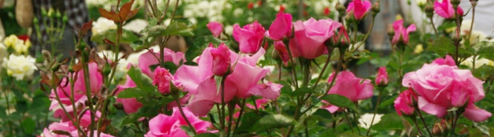 コスプレオンリーイベント　COSTAiL!in東山スカイタワー＋東山動植物園